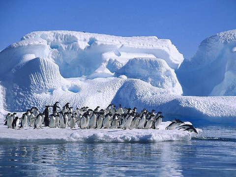 Cambio climático mató a casi todas las crías de pingüinos 🐧 emperador