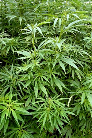 Debate sobre uso de cannabis debe seguir hasta encontrar equilibrio sobre los beneficios de la planta: Miguel Barbosa