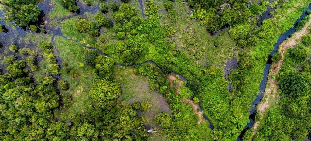 CIFOR_Nanang Sujana Los bosques de turberas, un tipo de humedal, como este en Kalimantan central, Indonesia, pueden almacenar gases nocivos de dióxido de carbono.