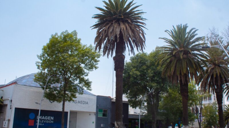 Aplican control de plagas para rescatar palmeras y árboles en avenidas de Puebla Capital