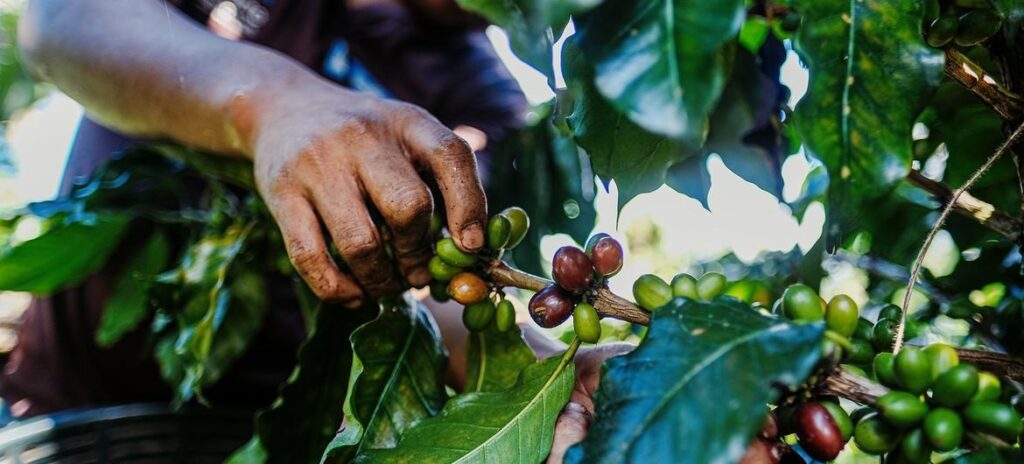 Unsplash_Gerson Cifuentes Un trabajador recogiendo café en San Marcos (Guatemala).