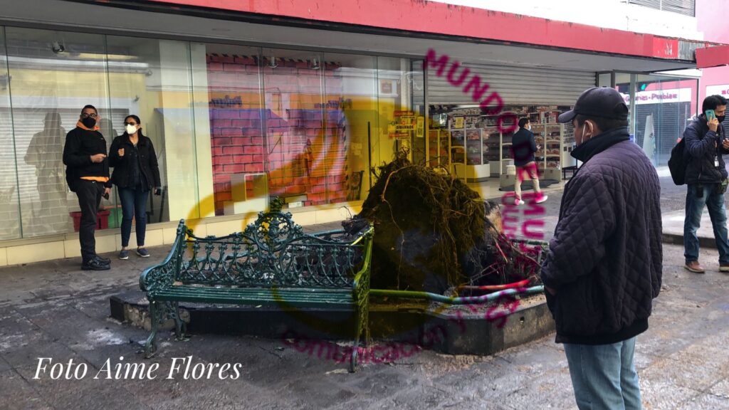 ZONA DE LA TRAGEDIA AVENIDA 5 DE MAYO DONDE SE DESPLOMÓ UN ÁRBOL Y APLASTÓ LA CASETA DE PERIÓDICOS IMAGEN AIMÉ FLORES