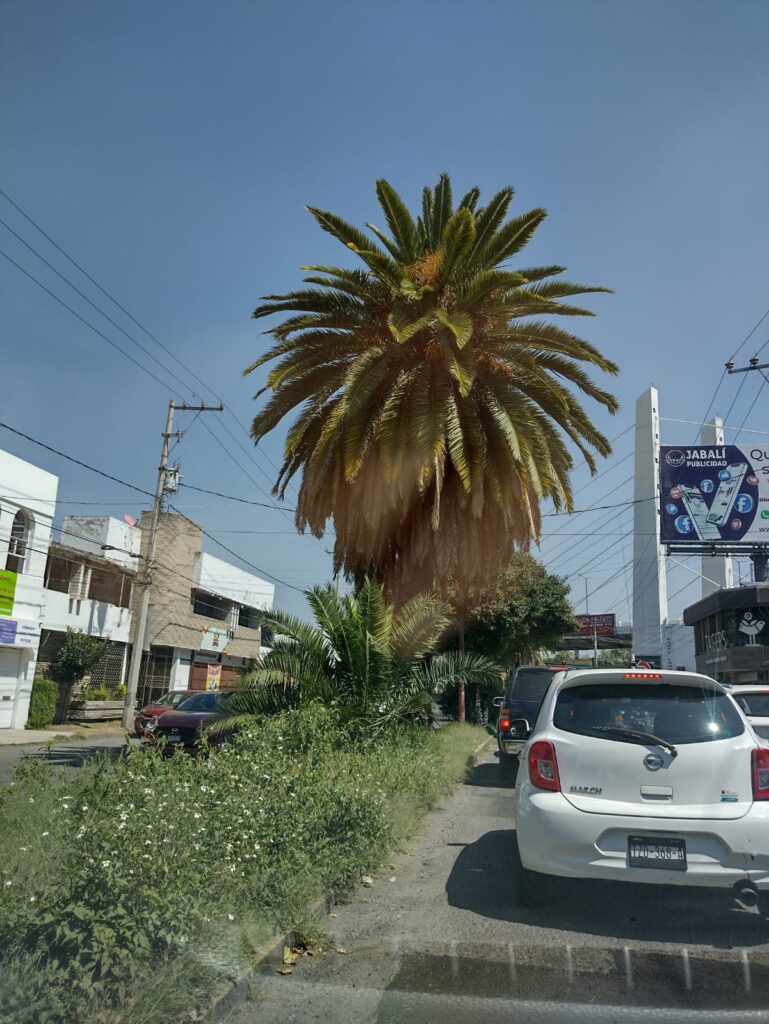 CAMELLONES SUCIOS EN PUEBLA CAPITAL
