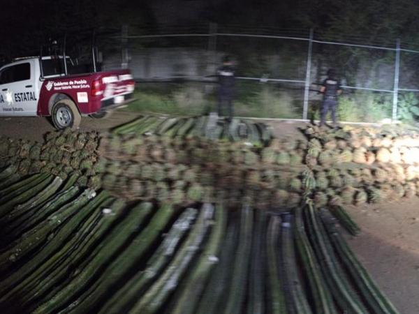 Policía Estatal de Puebla detiene a tres personas que transportaban plantas en peligro de extinción