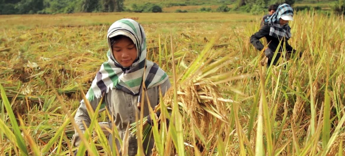 Precio mundial de los alimentos sube por primera vez en un año
