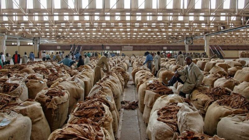 Pide la OMS que los gobiernos dejen de subvencionar los cultivos de tabaco