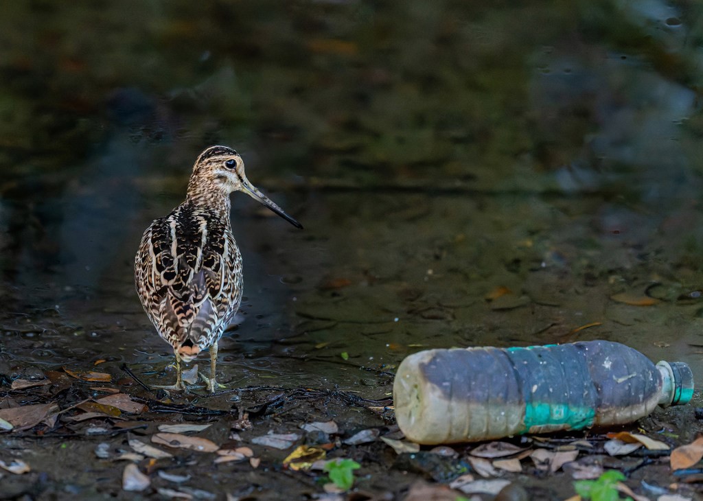 Se unen varios países para combatir la contaminación urbana del plástico