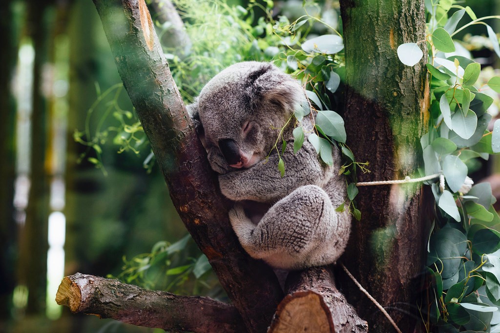 © Unsplash_Jordan Whitt koala