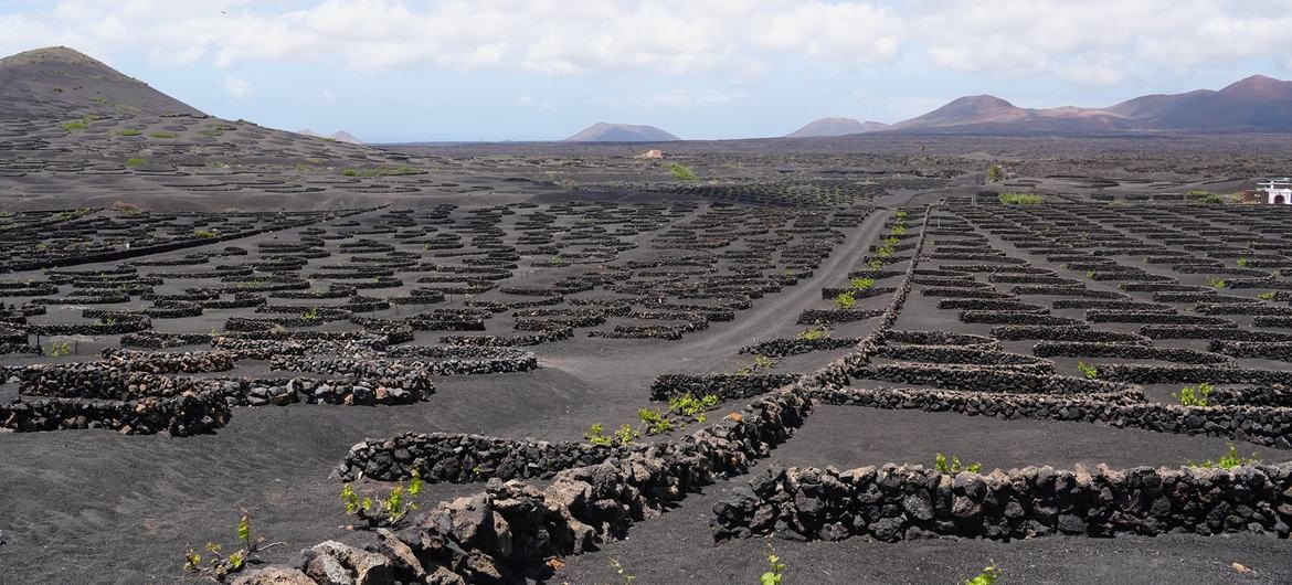Tres sitios de Brasil, España y México inscritos en la lista de Patrimonio Agrícola de Importancia Mundial
