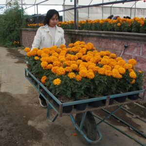 Puebla líder en producción de cempasúchil y terciopelo; concentra el 72% nacional