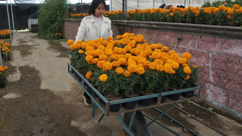 Puebla líder en producción de cempasúchil y terciopelo; concentra el 72% nacional