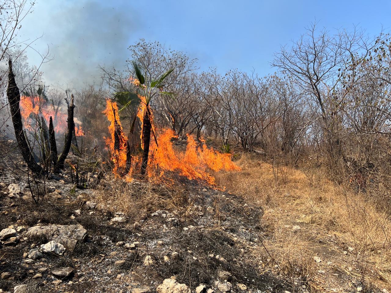 Incendio Forestal en Jolalpan fue controlado y liquidado al 100%: Protección Civil