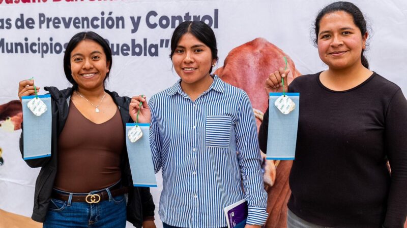 Refuerzan prevención del gusano barrenador en la Sierra Negra de Puebla