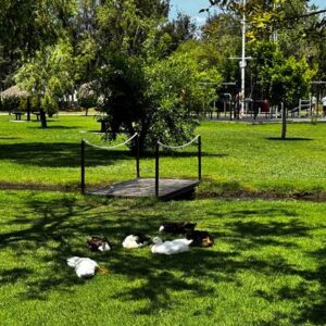 Atienden parques Metropolitano y del Arte, tras las intensas lluvias registradas la tarde-noche del pasado miércoles