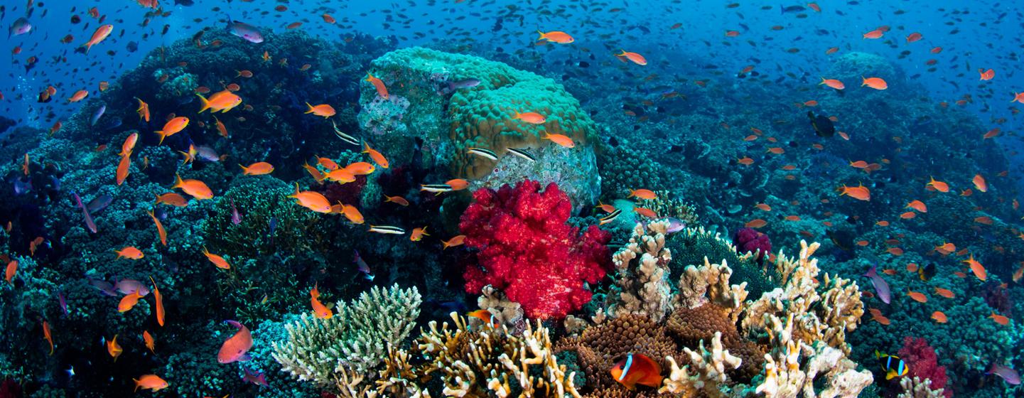Plan de emergencia para salvar de la extinción los arrecifes de coral