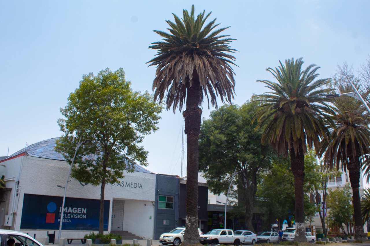 Aplican control de plagas para rescatar palmeras y árboles en avenidas de Puebla Capital