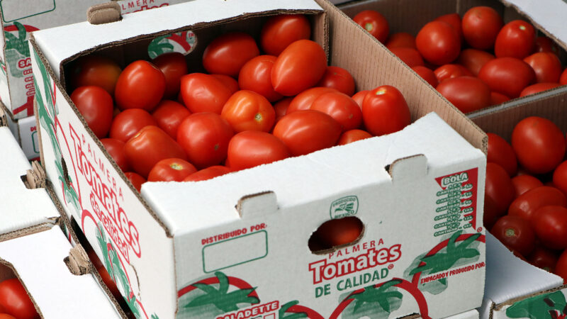 Inicia ciclo de exportación de tomate de la Sierra Norte a supermercados en Oklahoma Estados Unidos