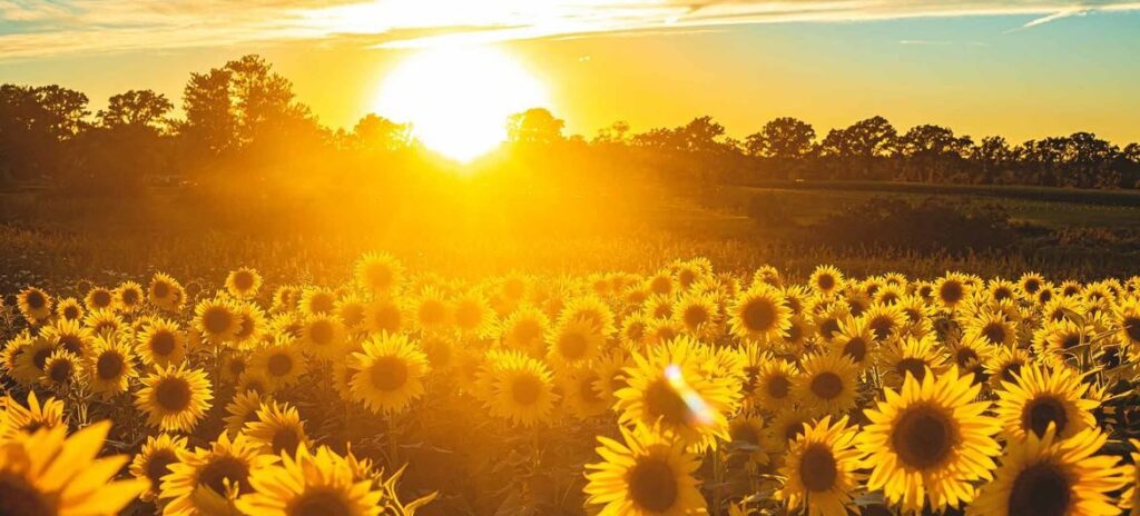 Unsplash_Todd Kent _Un campo de girasoles