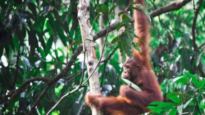 La Convención del Patrimonio Mundial es clave para proteger la biodiversidad