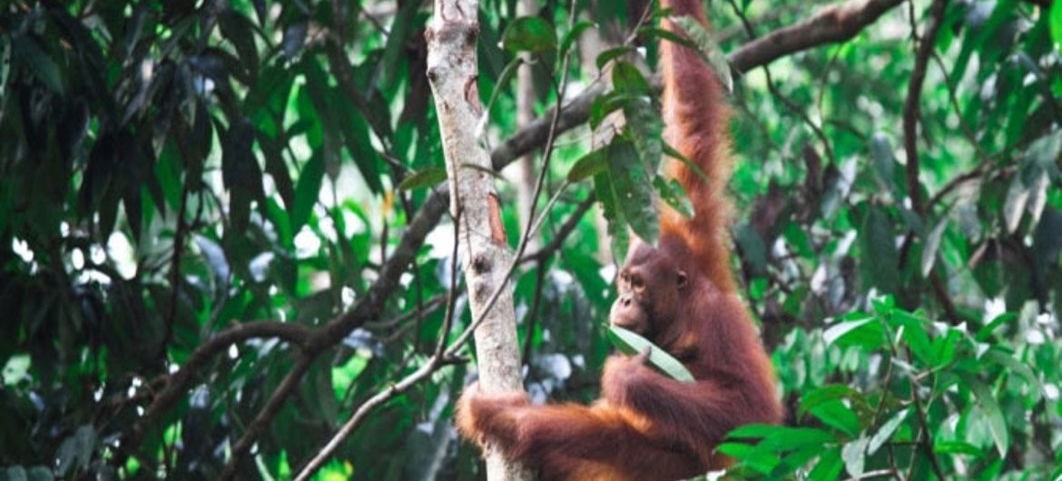 La Convención del Patrimonio Mundial es clave para proteger la biodiversidad