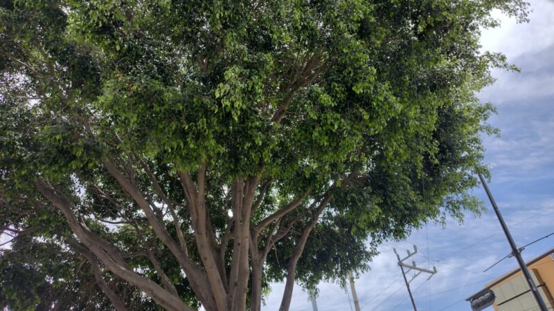 Calidad del aire en la zona metropolitana es regular