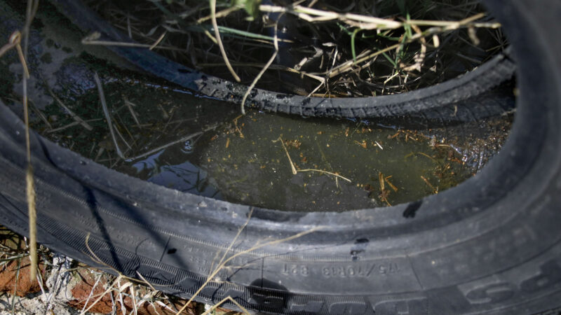 Atiende Salud a 35 personas hospitalizadas por dengue en las últimas 24 horas en Puebla