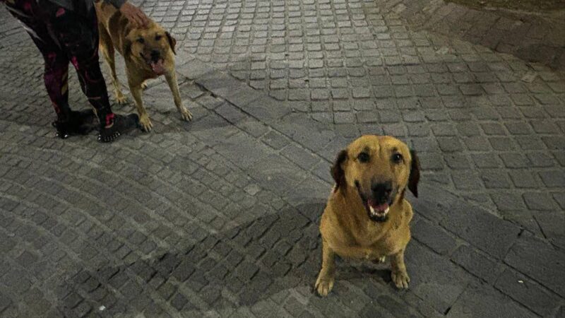Fiscalía de Puebla investiga posible agresión a una perrita