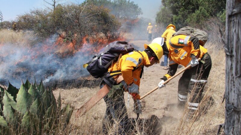 Policía Estatal Forestal ha implementado 450 operativos, que permitieron recuperar 588 troncos, inhabilitar 27 hornos clandestinos, detener a 13 personas y asegurar seis vehículos