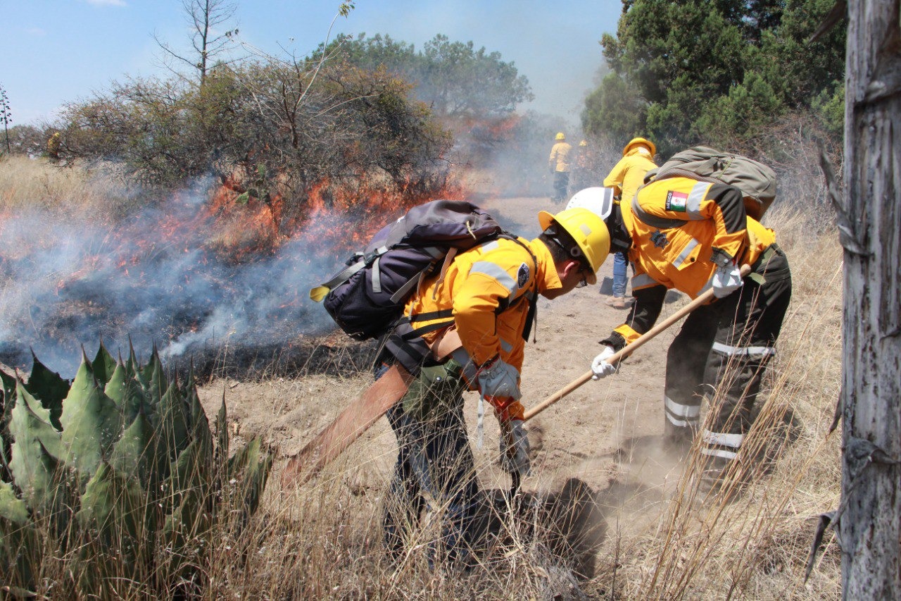 Policía Estatal Forestal ha implementado 450 operativos, que permitieron recuperar 588 troncos, inhabilitar 27 hornos clandestinos, detener a 13 personas y asegurar seis vehículos
