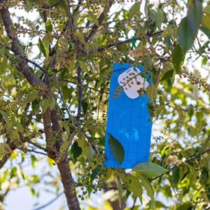 Puebla fortalece acciones preventivas para el gusano barrenador del ganado