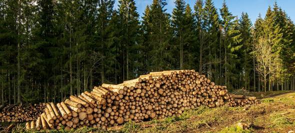 Construcción, energía, carbono: el renacer de la industria forestal como motor de la transición verde en Europa