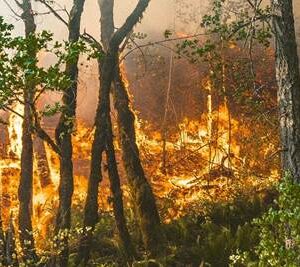 Casi seis millones de hectáreas han sido arrasadas por las llamas este año en Europa y América del Norte