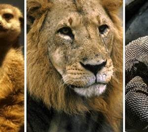 Autoridades refuerzan la lucha contra las redes mundiales de tráfico de especies