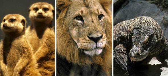 Autoridades refuerzan la lucha contra las redes mundiales de tráfico de especies