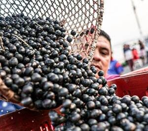 América Latina busca convertir su potencial agroalimentario en inversiones para el campo