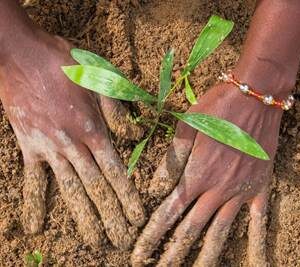 La degradación de la tierra cuesta al mundo casi un billón de dólares al año
