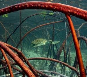 El mundo está lejos de cumplir sus metas para frenar la destrucción de la naturaleza