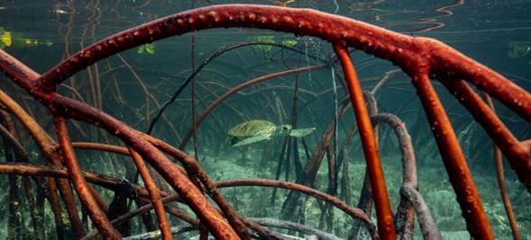 El mundo está lejos de cumplir sus metas para frenar la destrucción de la naturaleza